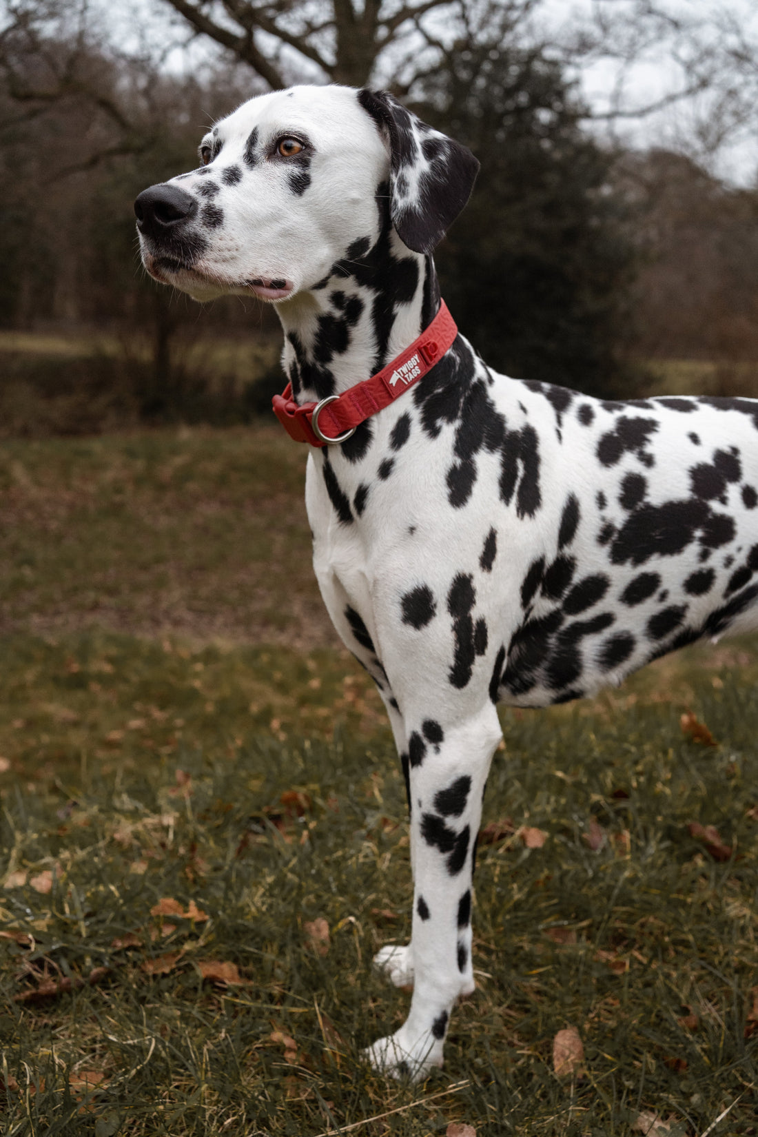 Dalmatian wearing a Twiggy Tags PVC collar from the Tidal collection in colour Fresia. Available at Track and Trail Canine Outfitters Dumfries