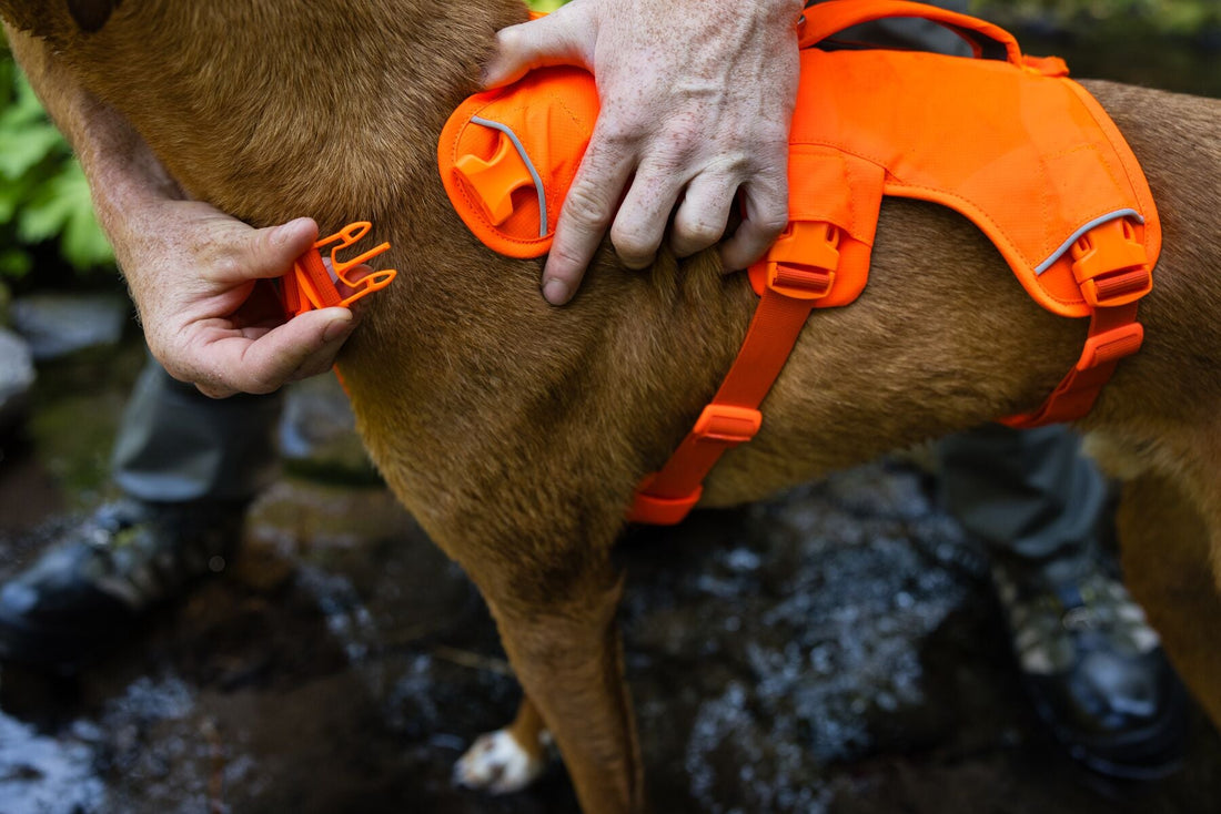Why Dog Harness Fitting Matters
