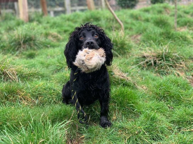 BG Distance Rabbit Ball | Sporting Saint