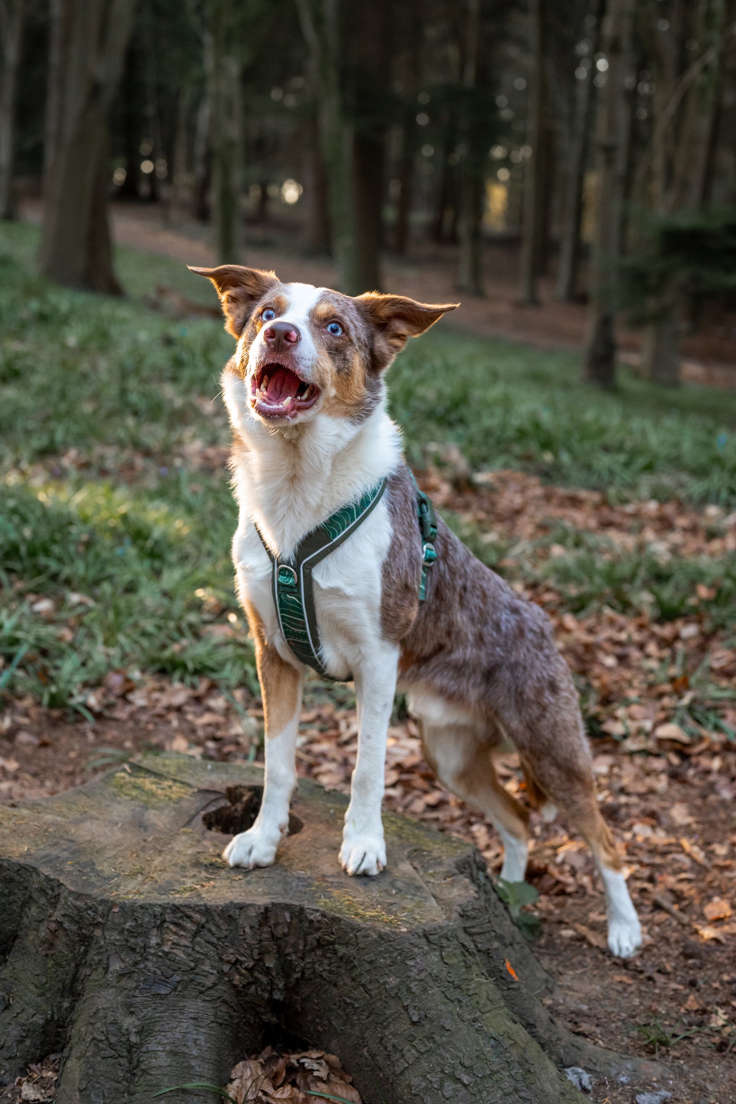 Apex® Harness | Twiggy Tags