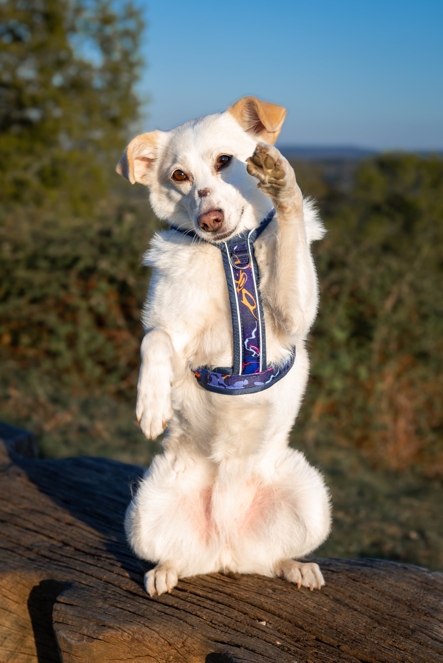 Apex® Harness | Nebula | Twiggy Tags
