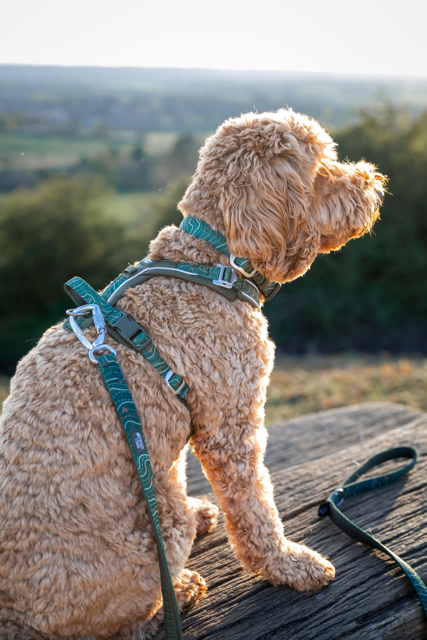 Apex® Harness | Twiggy Tags | Nomad