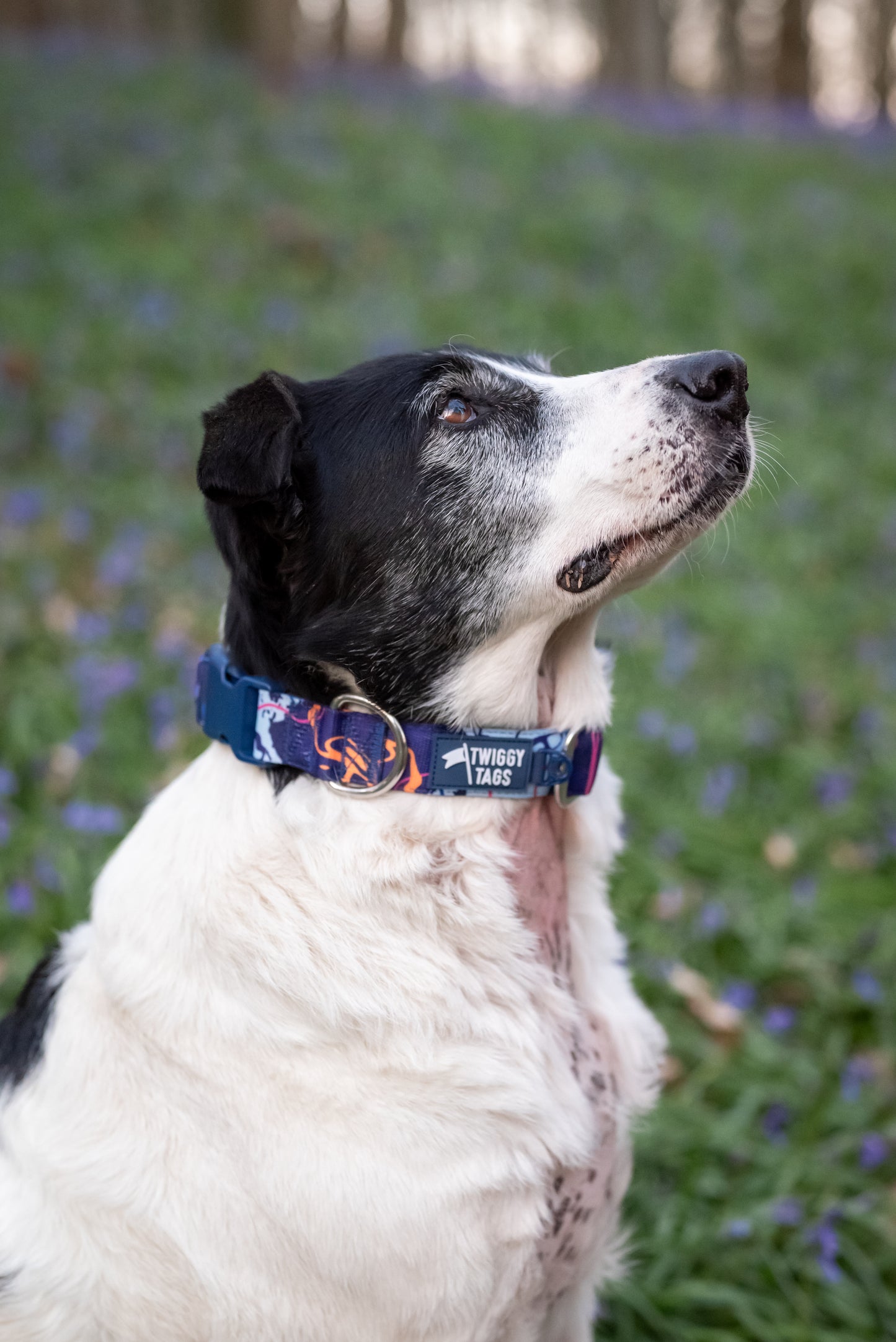 Apex® Collar | Nebula | Twiggy Tags