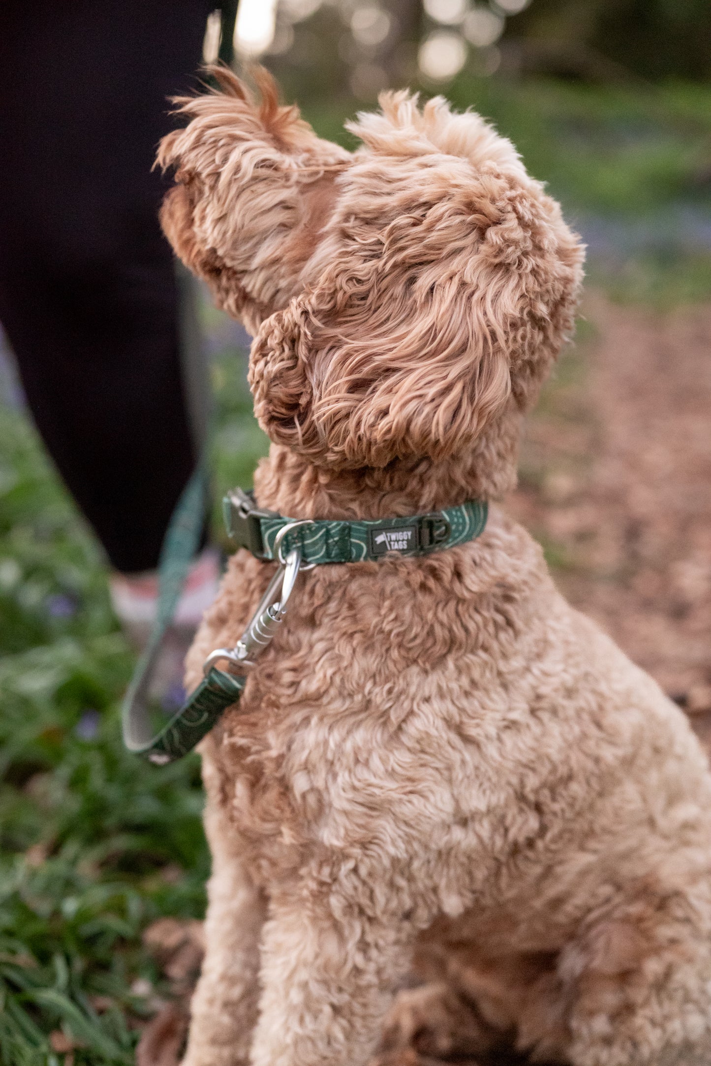 Apex® Collar | Twiggy Tags | Nomad