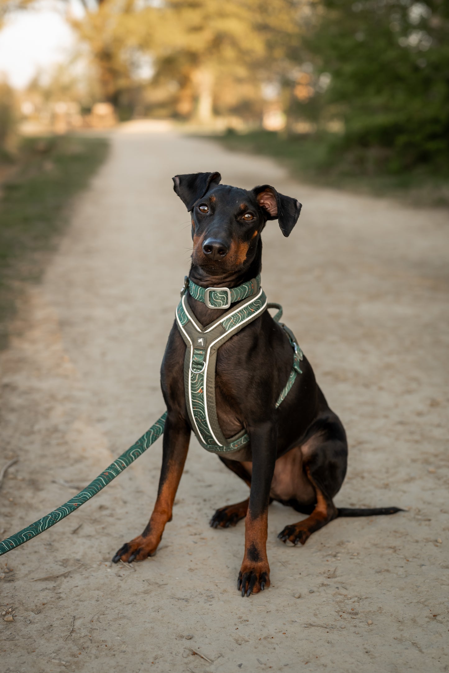 Apex® Harness | Twiggy Tags | Nomad