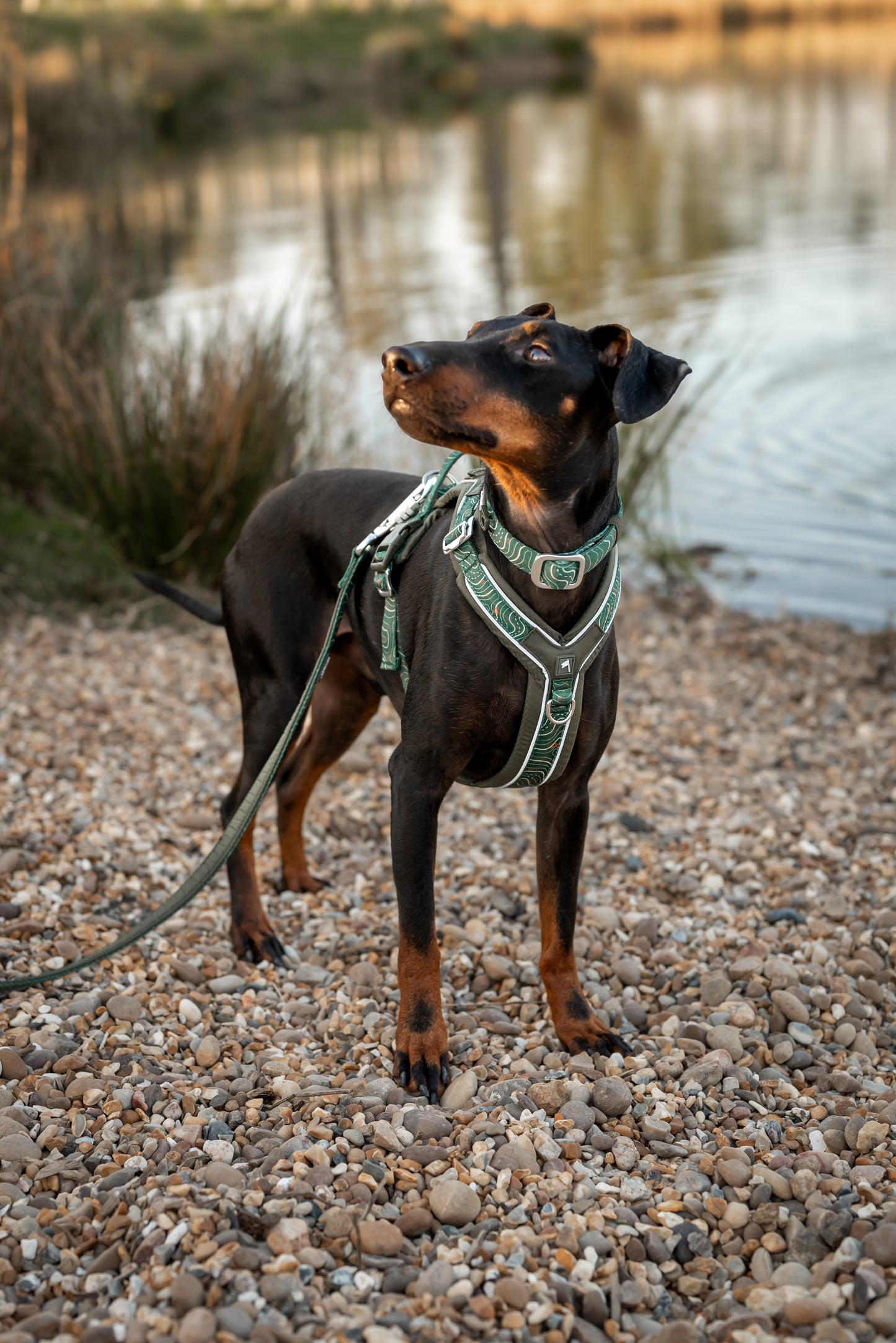 Apex® Harness | Twiggy Tags | Nomad