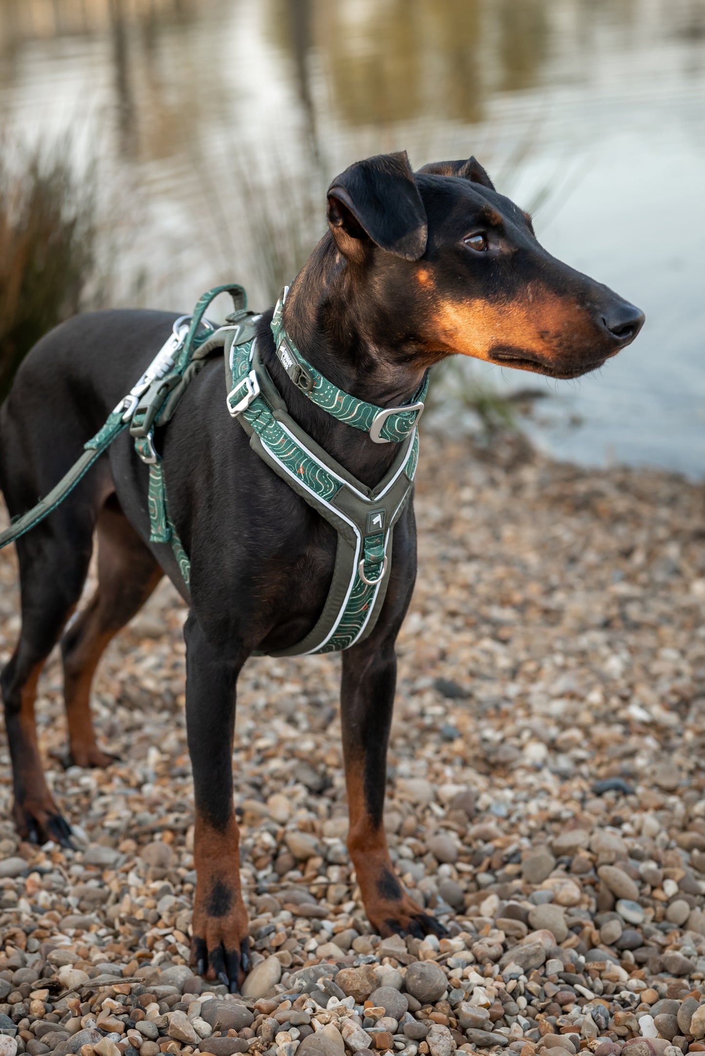 Apex® Collar | Twiggy Tags | Nomad