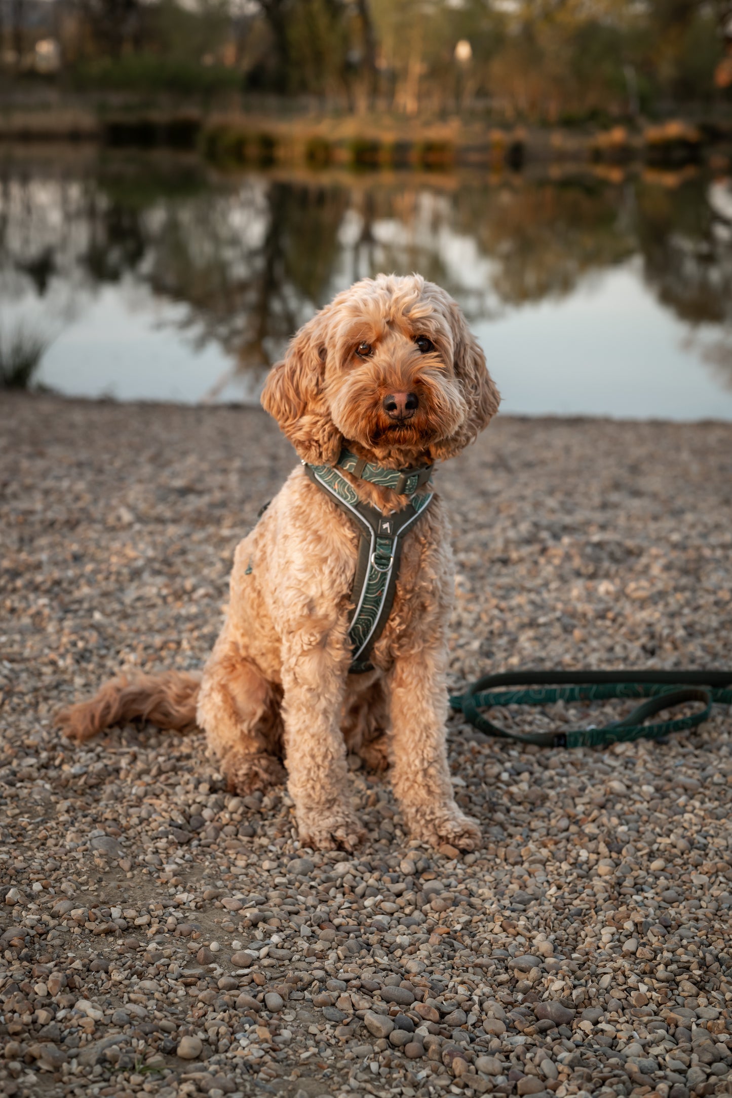 Apex® Harness | Twiggy Tags | Nomad