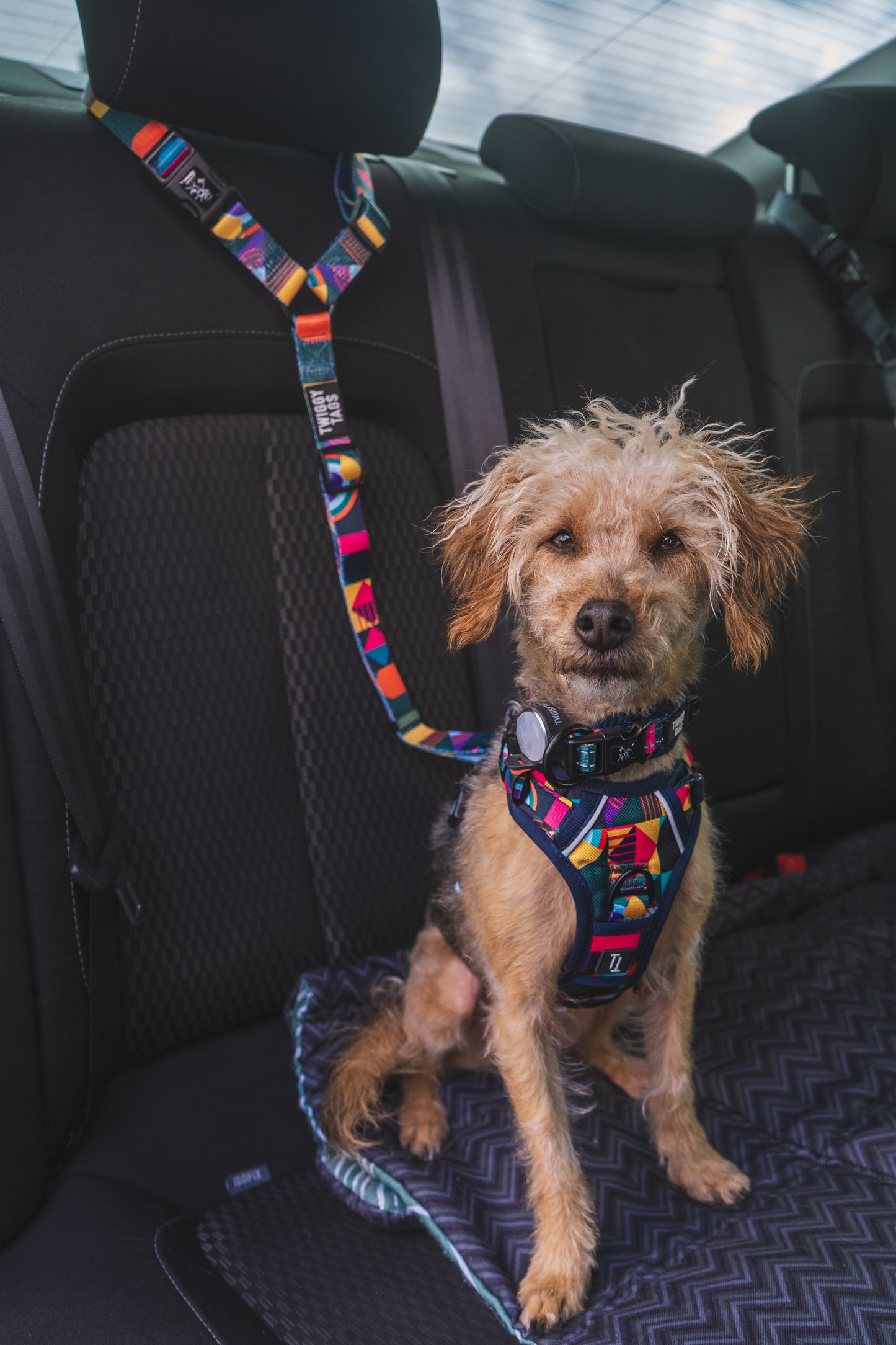 Twiggy Tags | Adventure Dog Safety Seatbelt