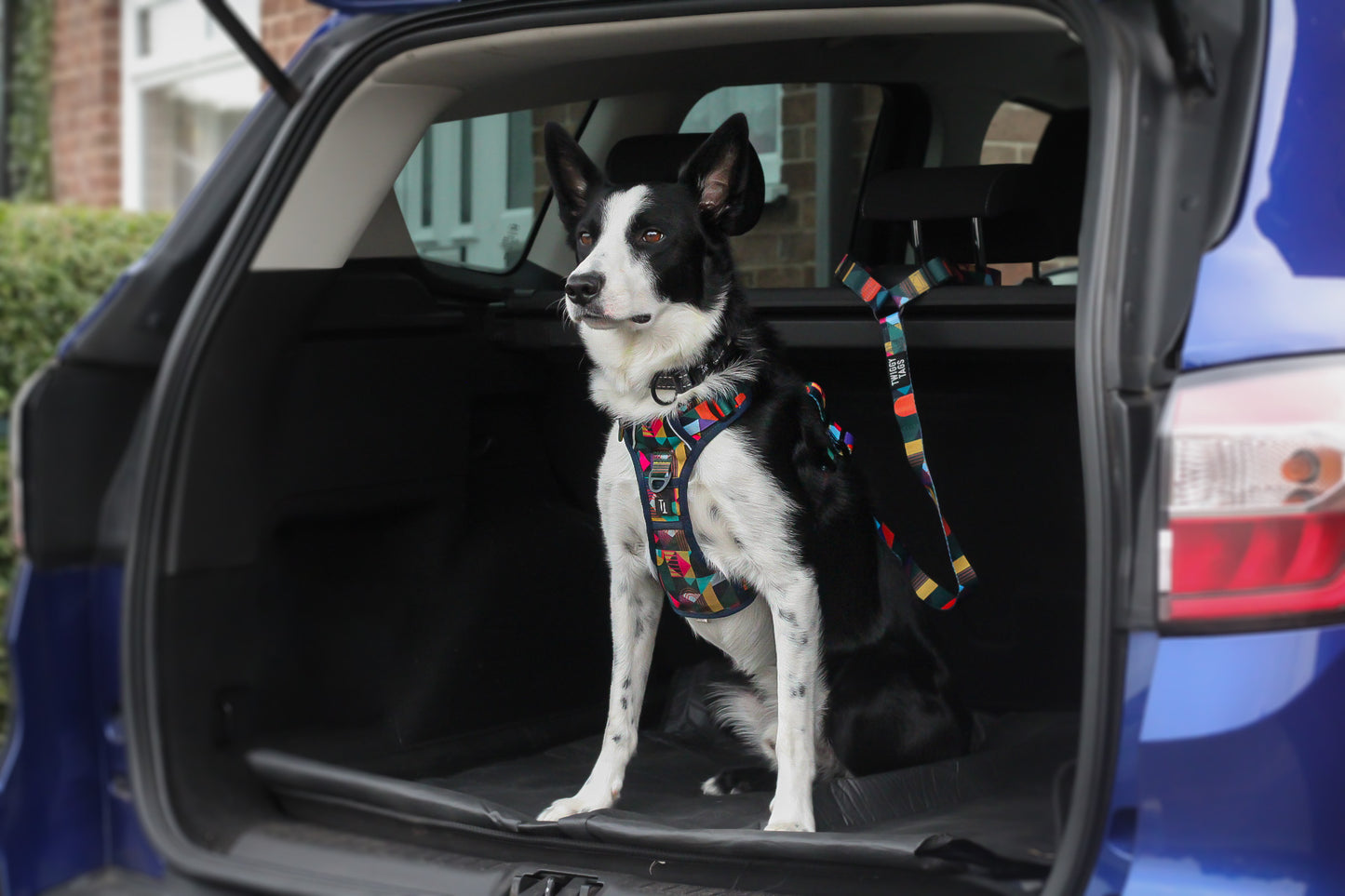 Twiggy Tags | Adventure Dog Safety Seatbelt