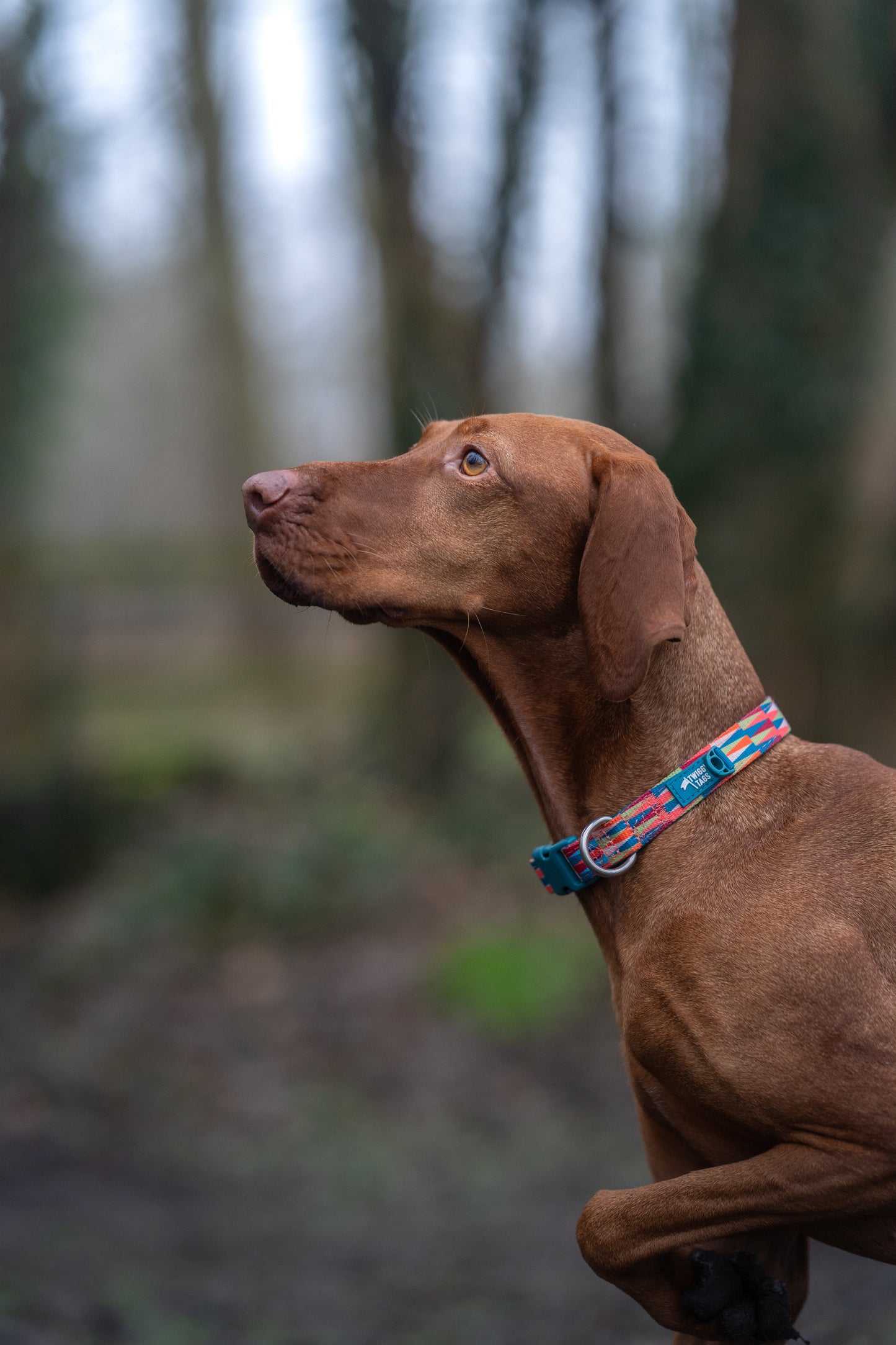 Twiggy Tags | Horizon Collar | Elixir