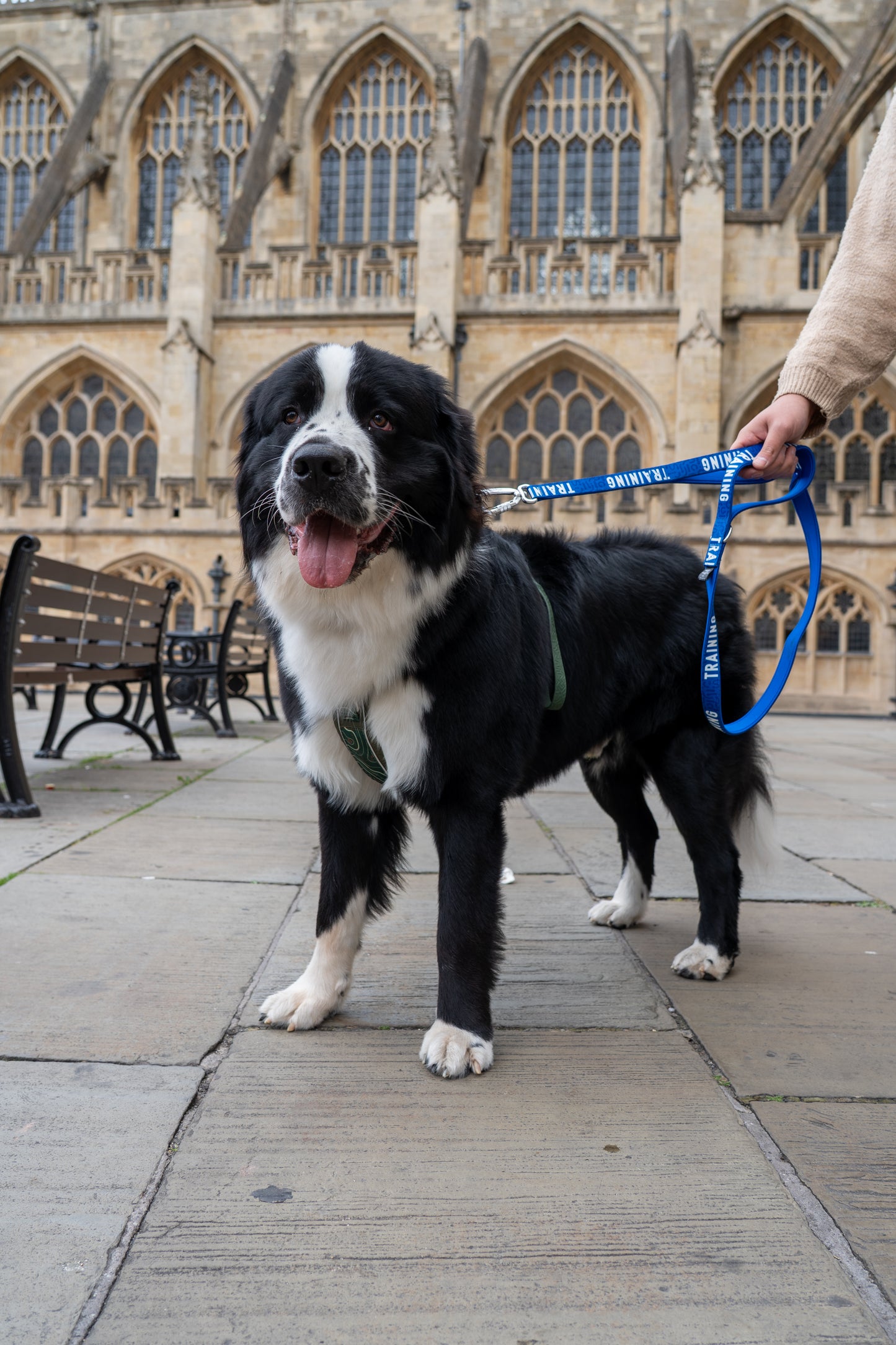 Awareness Multiway Lead | Twiggy Tags