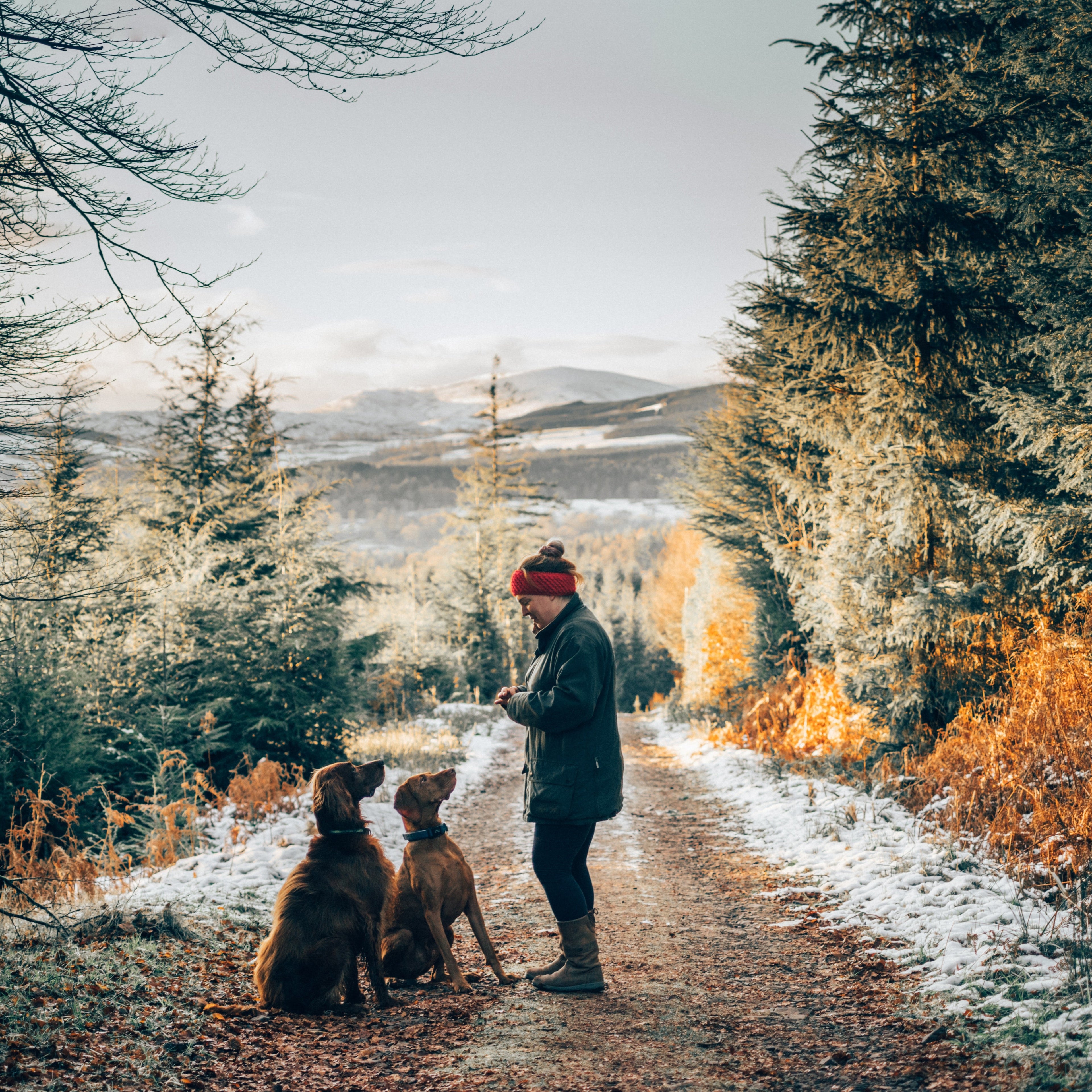 female dog trainer walking in autumnal woodland with an irish setter and hungarian vizsla