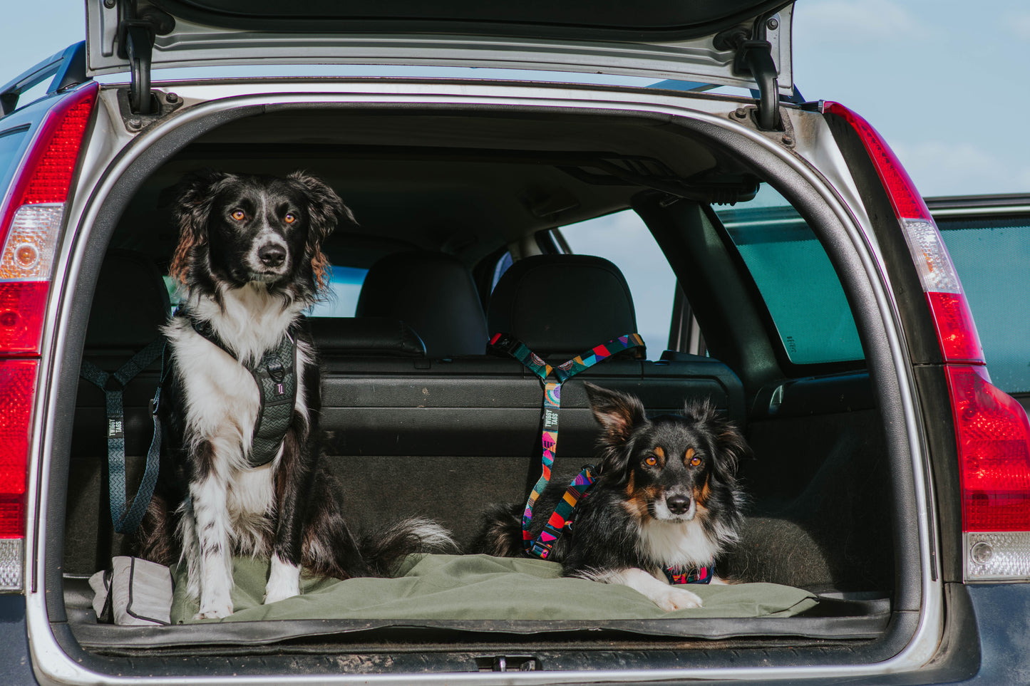Twiggy Tags | Adventure Dog Safety Seatbelt