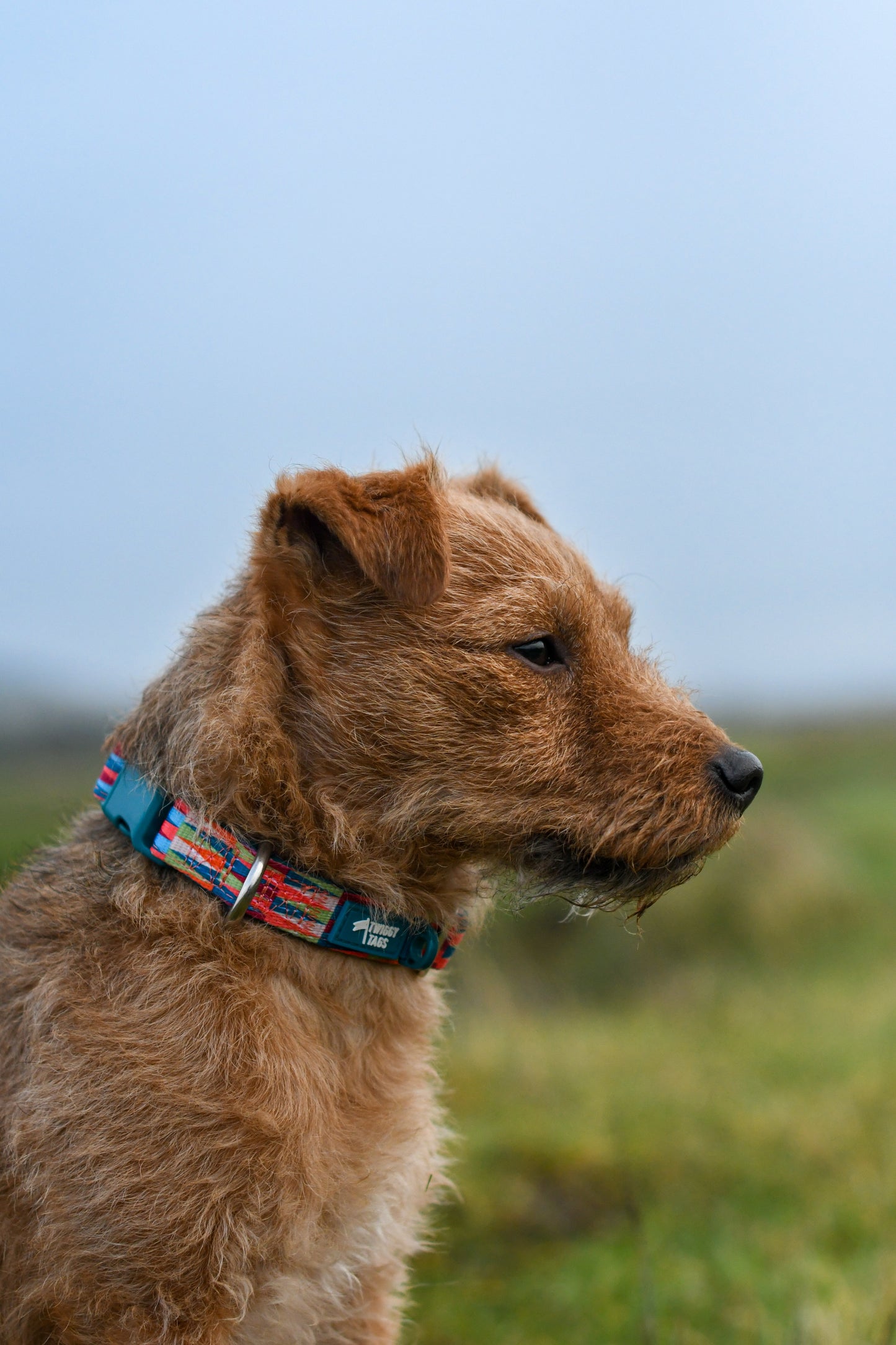Horizon Comfort Collar | Twiggy Tags