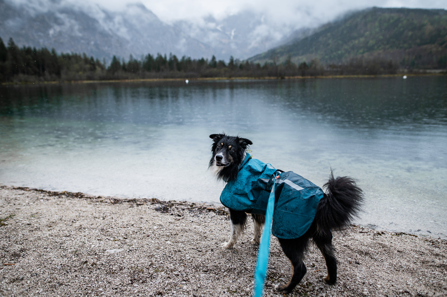 Fjord Raincoat 2.0 | Non-stop Dogwear