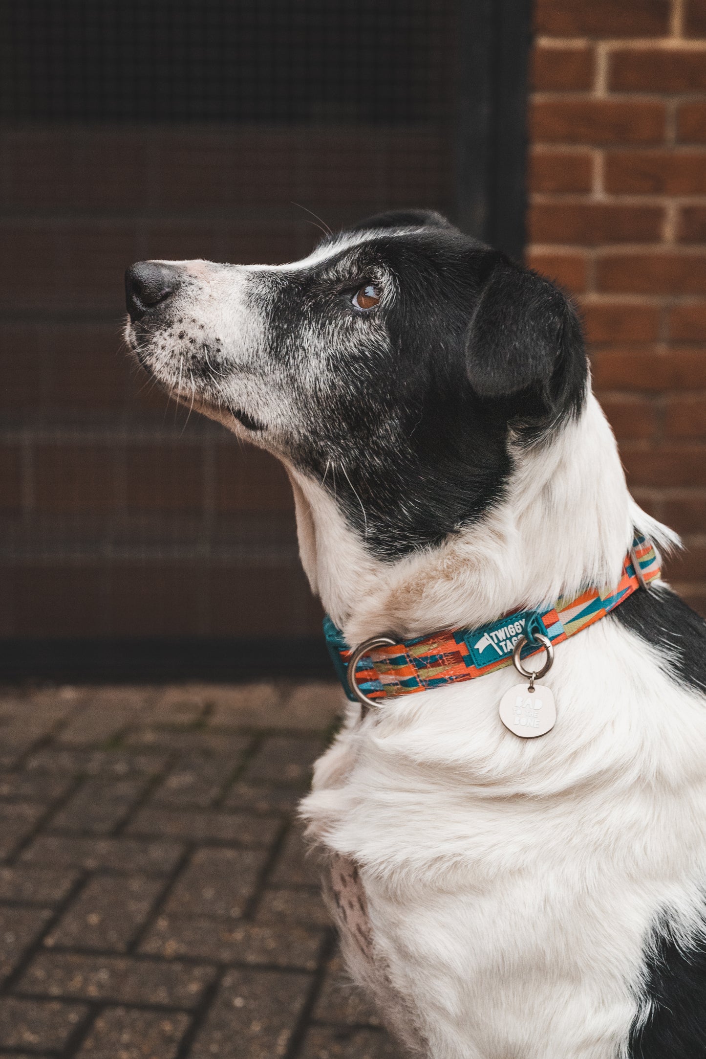 Twiggy Tags | Horizon Collar | Elixir