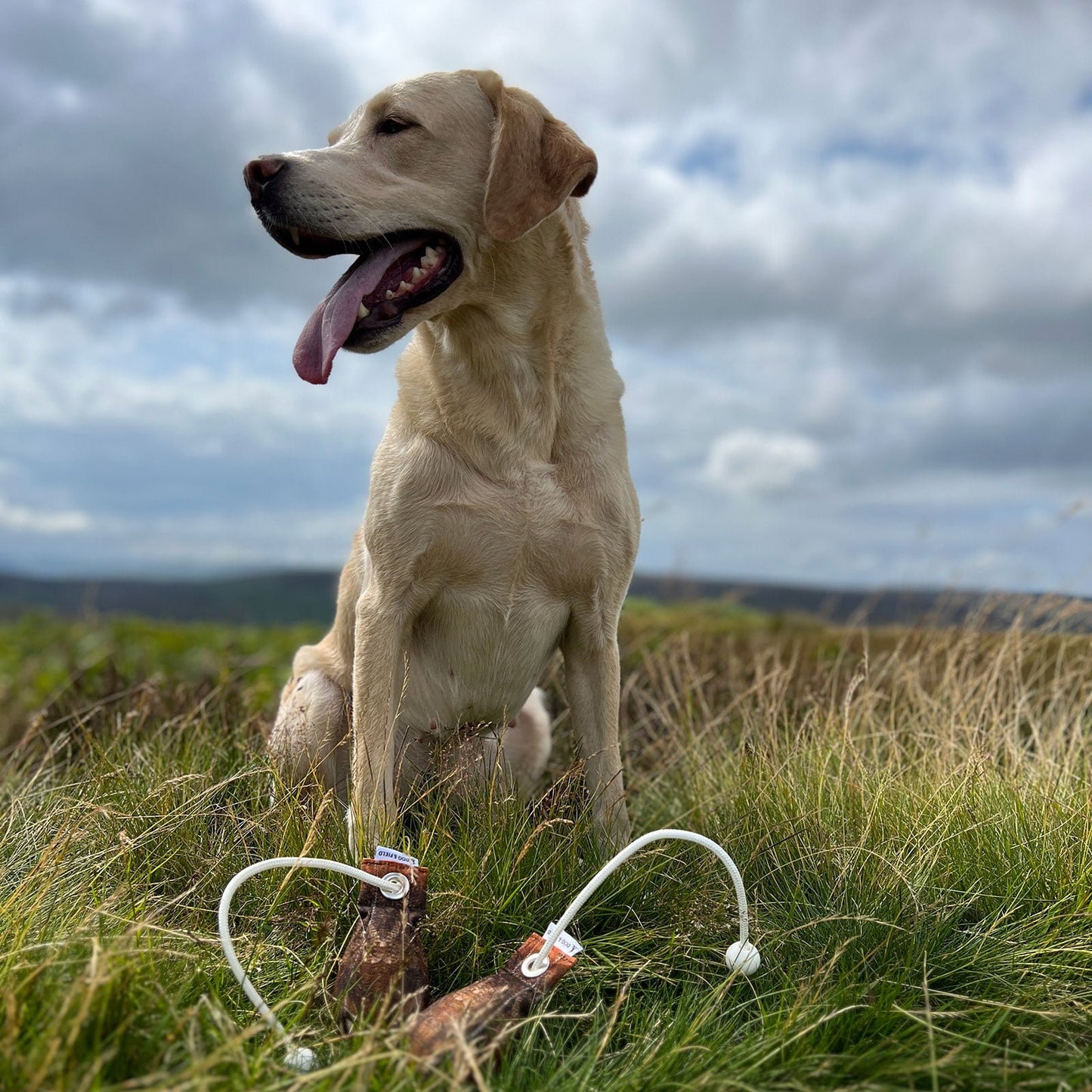 Dog and Field | The Original Clone | Grouse Dummy Ball