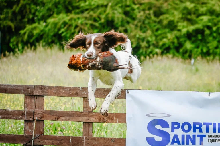 Cock Pheasant Pelt | Dummy Wrap | Sporting Saint
