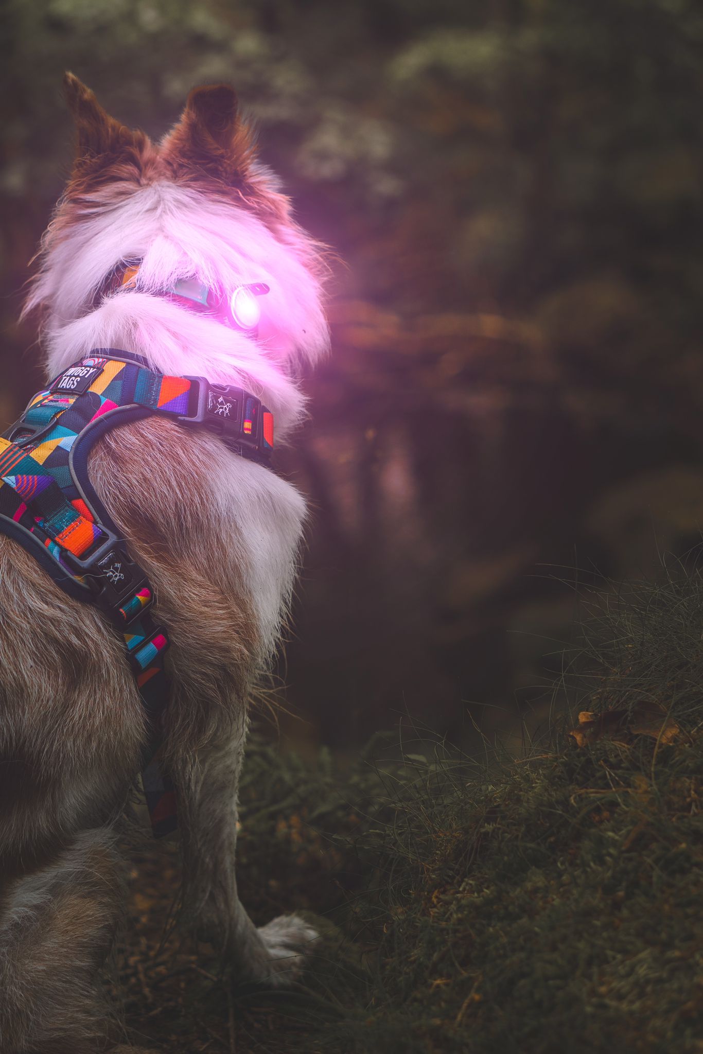 Trek Bright Safety Light | Twiggy Tags