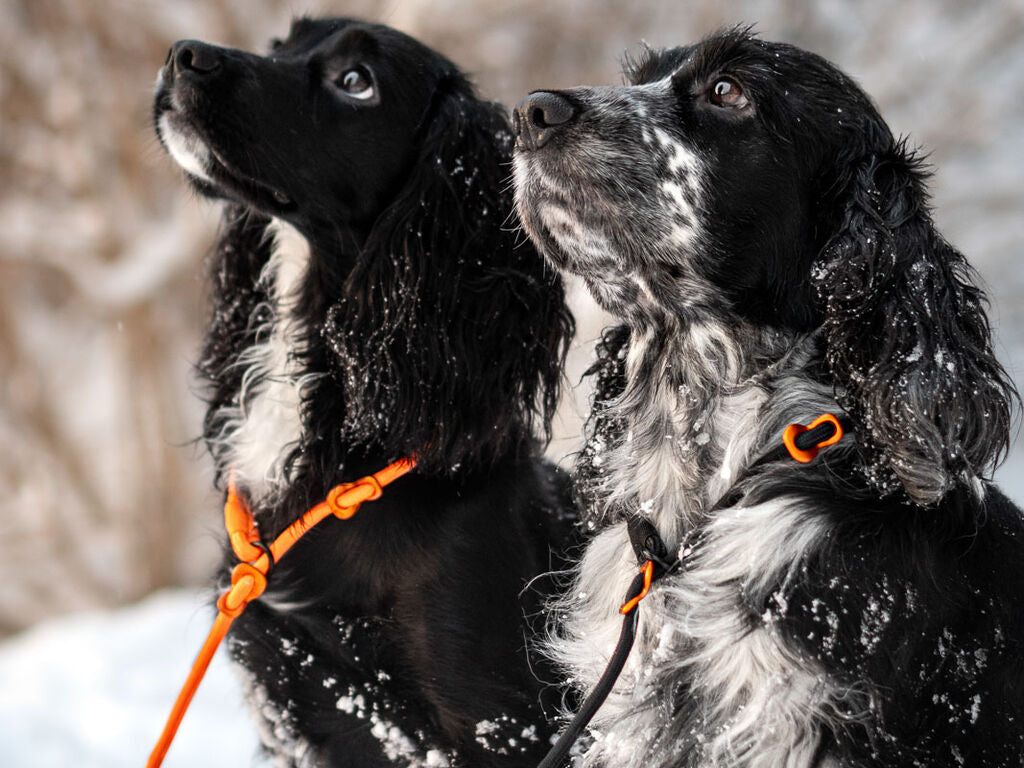Retriever Leash Slip Lead | Non-stop Dogwear