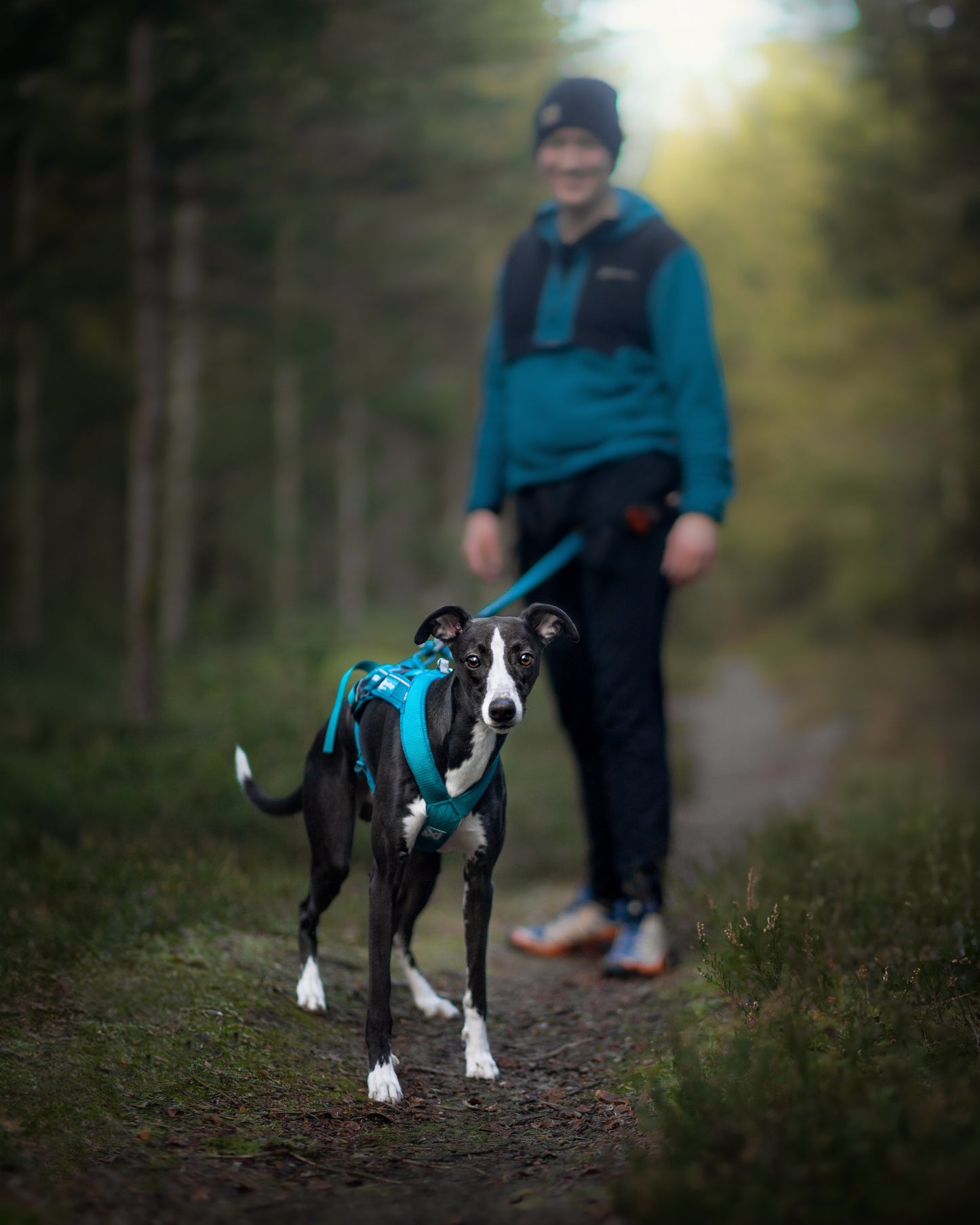 Non-stop Dogwear Freemotion harness 5.0