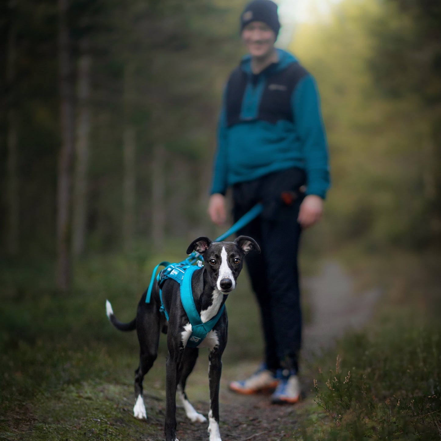 Non-stop Dogwear Freemotion harness 5.0