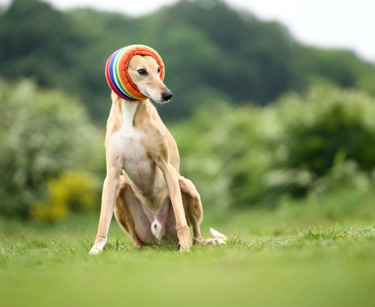 lurcher dog wearing a hush muff in rainbow pattern fleece. Sound and noise reducing head gear for anxious dogs available at Track and Trail Canine Outfitters