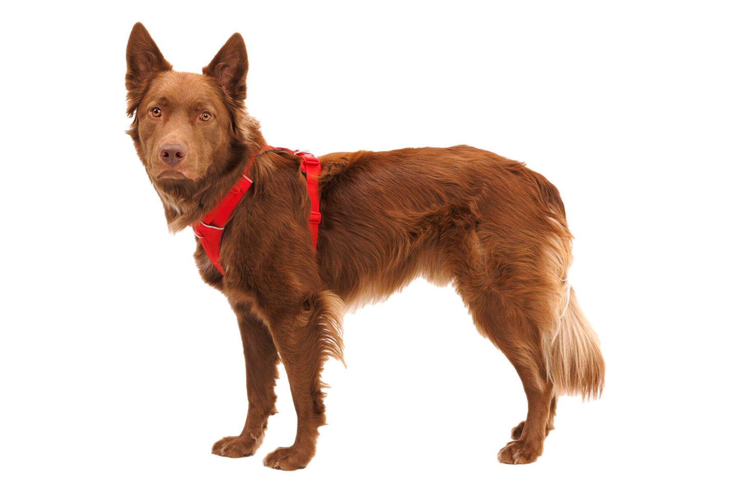 Ruffwear Front Range® Harness