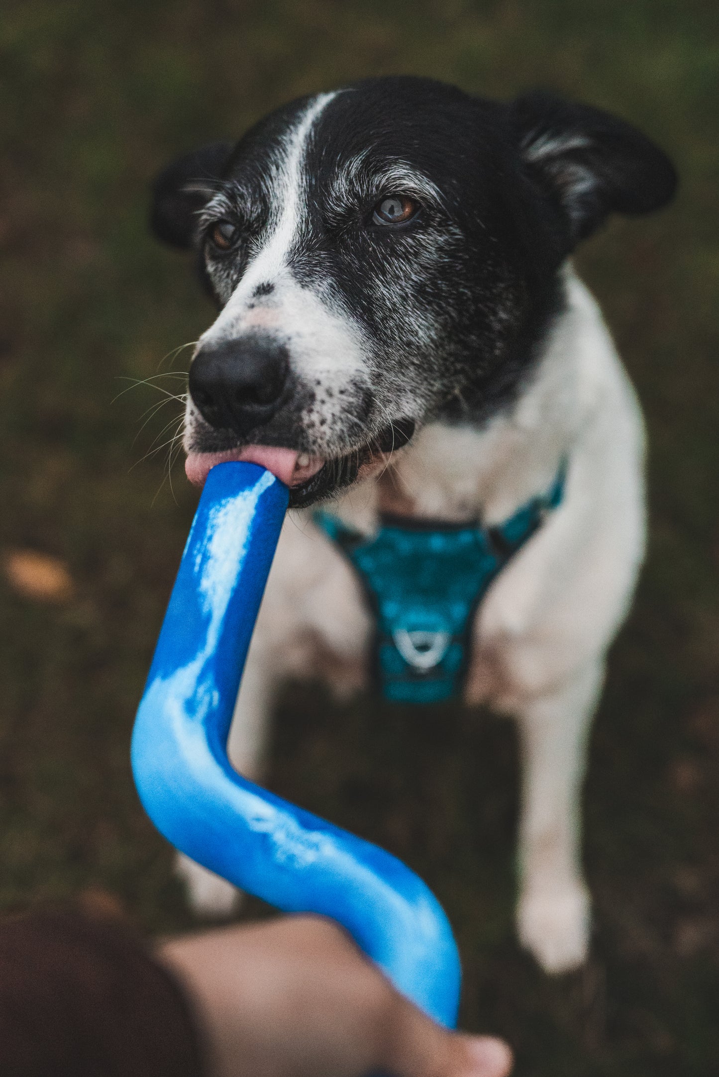 Twiggy Tags | ZigZoom | Dog Toy