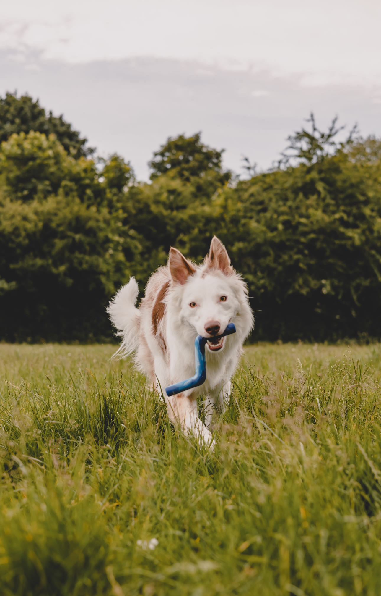 Twiggy Tags | ZigZoom | Dog Toy