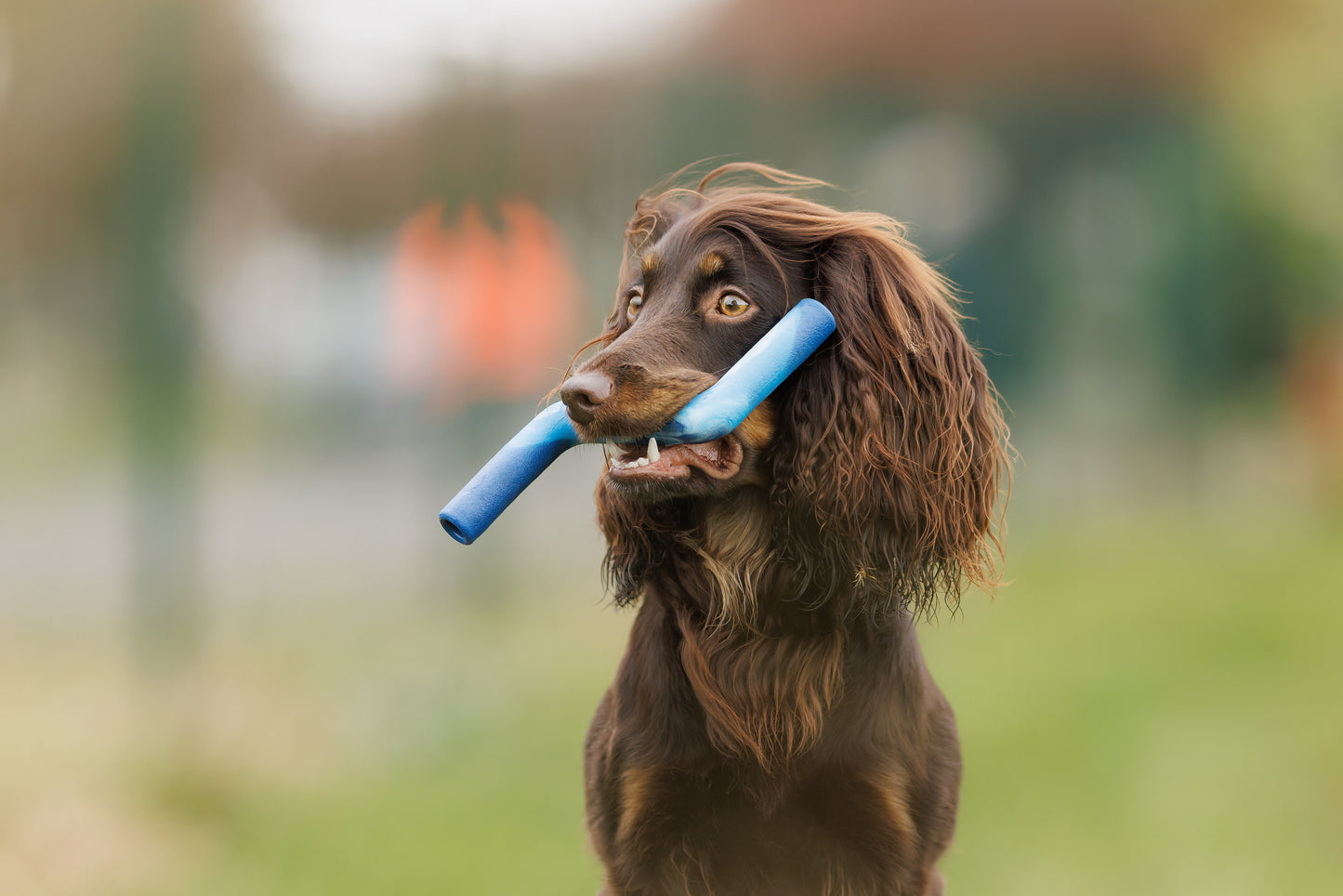 Twiggy Tags | ZigZoom | Dog Toy