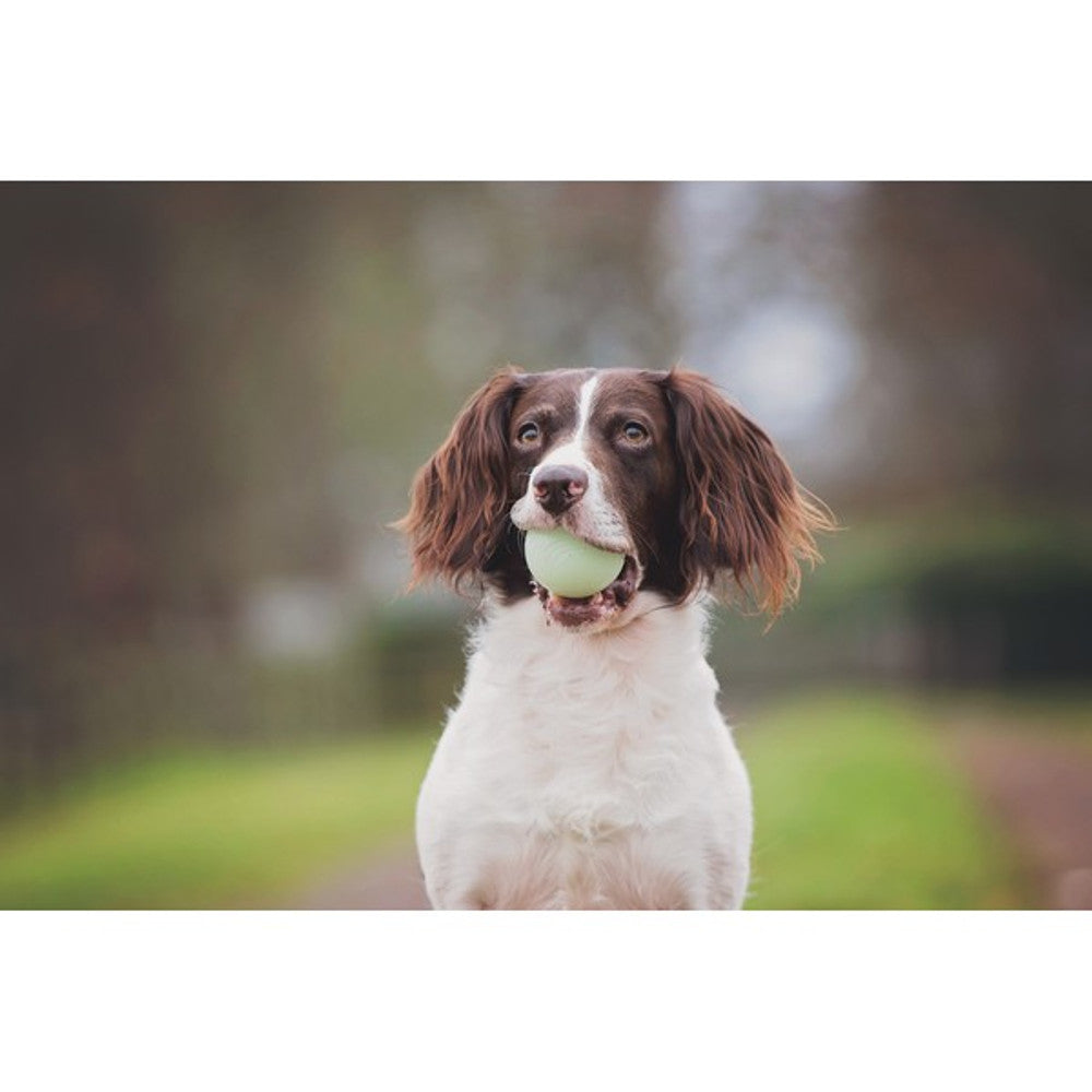 Chuckit! Max Glow Ball