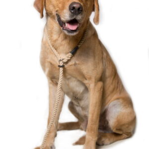 Dog and Field Cotton Rope Slip Leads