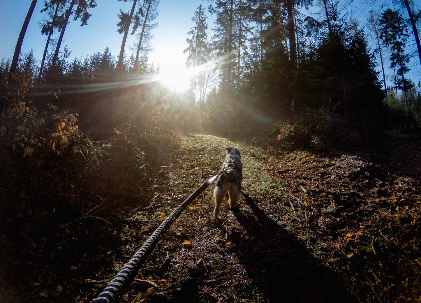 Non-stop Dogwear Touring Bungee Leash