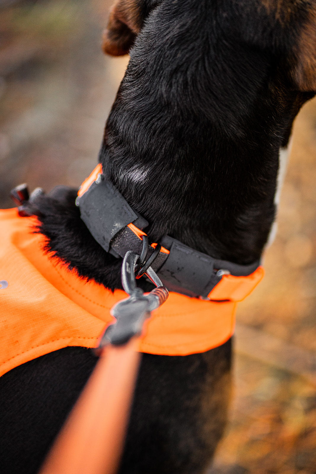Non-stop Dogwear Protector Collar