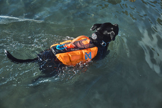 Helping Your Dog in a Heatwave
