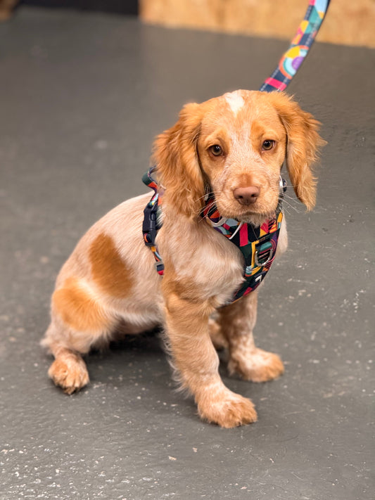 How to Choose the Right Harness for Your Dog