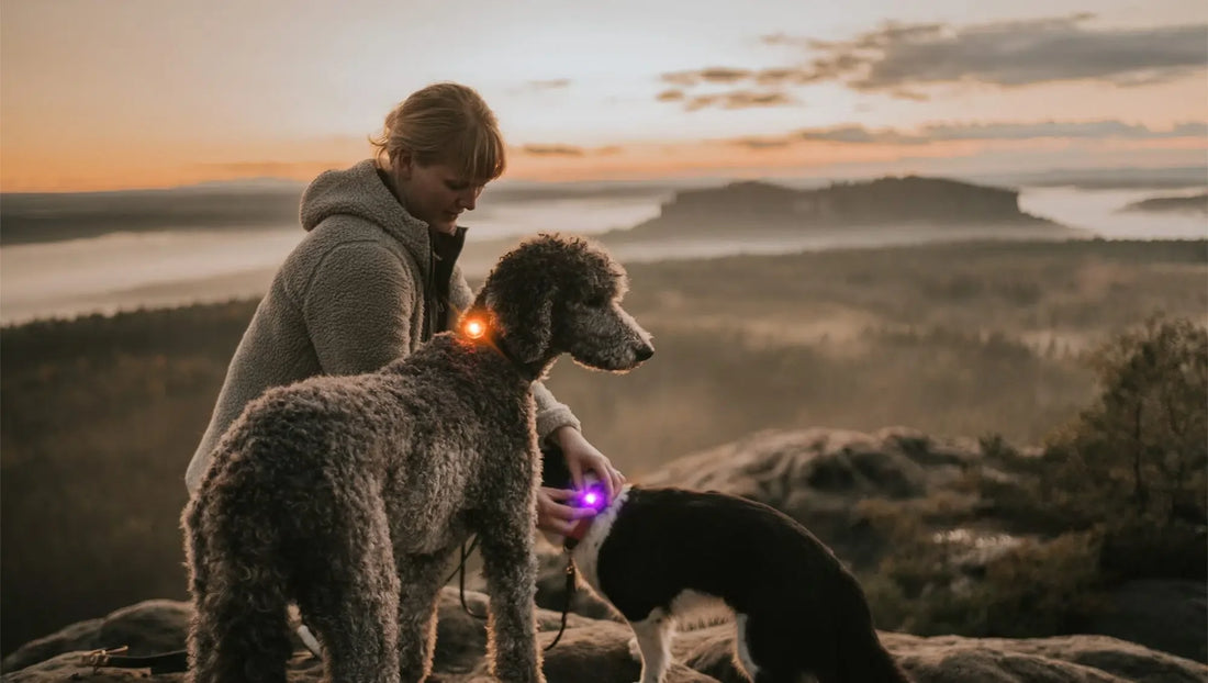 Dog Safety Lights Compared