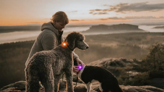Dog Safety Lights Compared