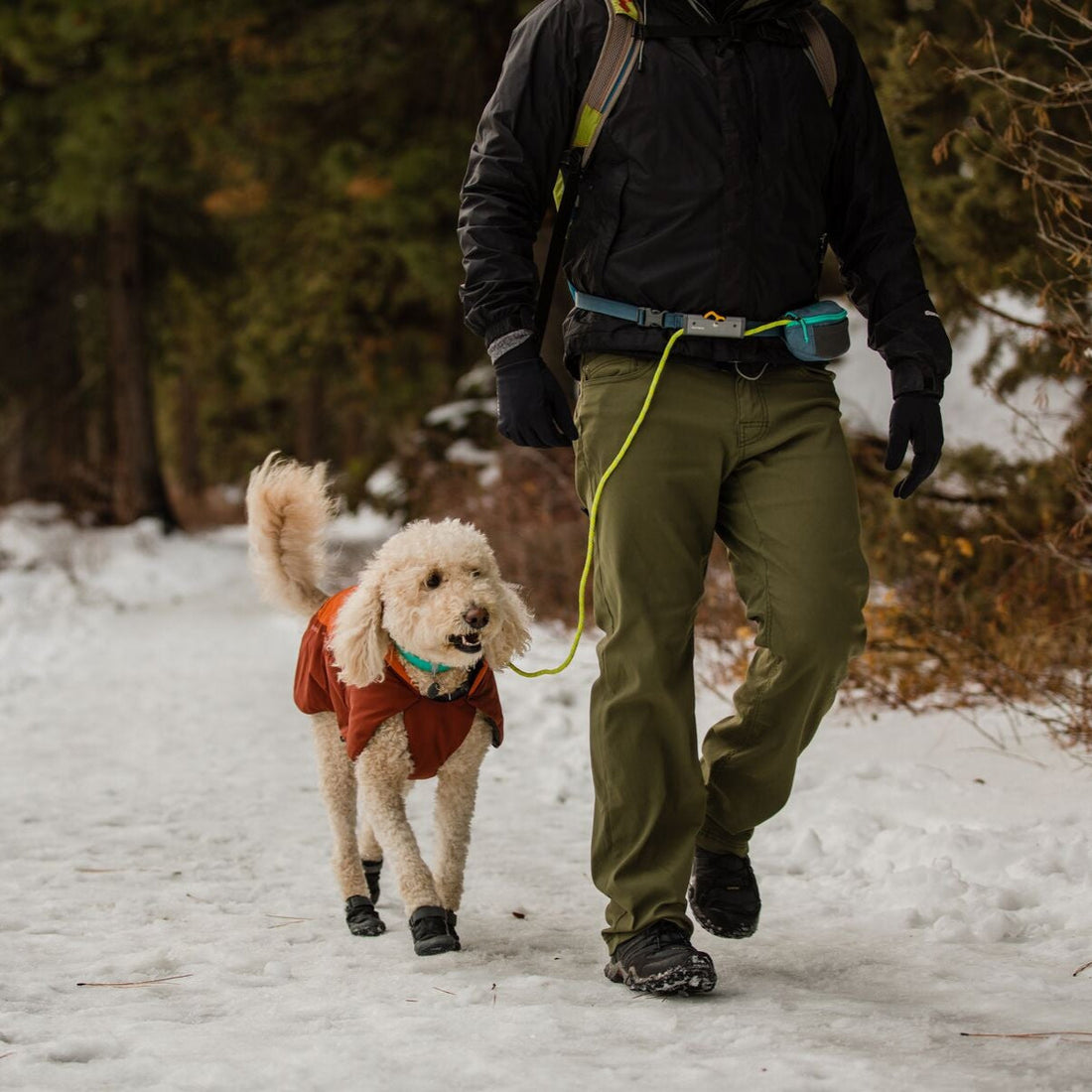 Does My Dog Need Booties?