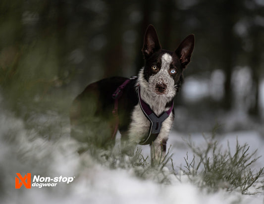The new destination for dog harnesses in Dumfries