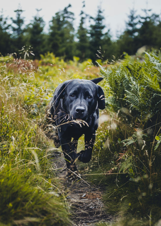 5 Reasons to whistle train your dog