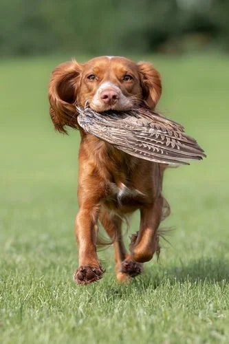 Pelts, Wings, Hides and Scents