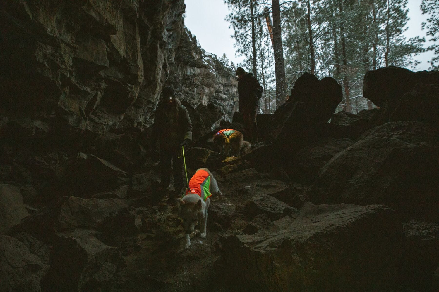 High Vis Dog Gear