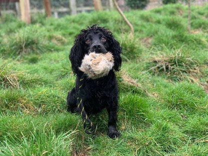 BG Distance Rabbit Ball | Sporting Saint