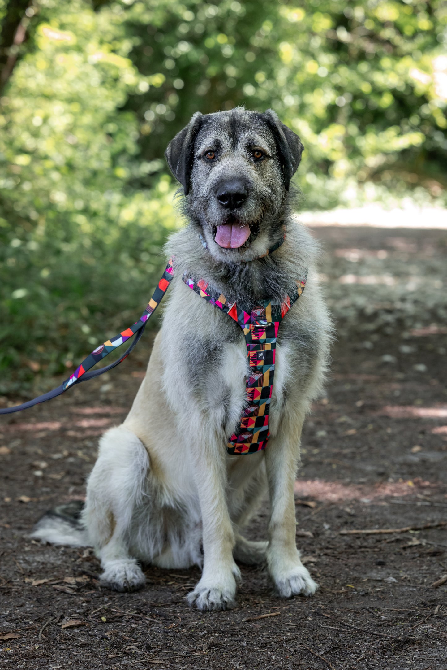 Adventure Harness 2.0 | Aurora | Twiggy Tags