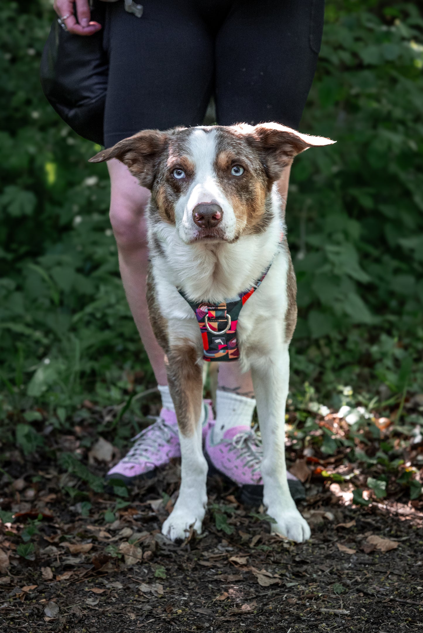 Adventure Harness 2.0 | Aurora | Twiggy Tags