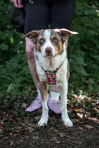 Adventure Harness 2.0 | Aurora | Twiggy Tags