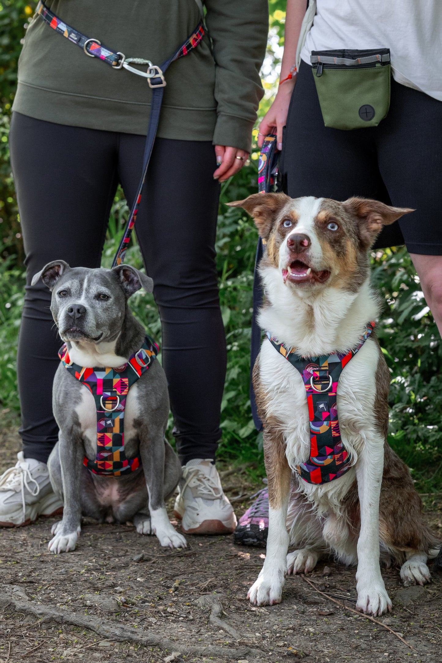 Adventure Harness 2.0 | Aurora | Twiggy Tags